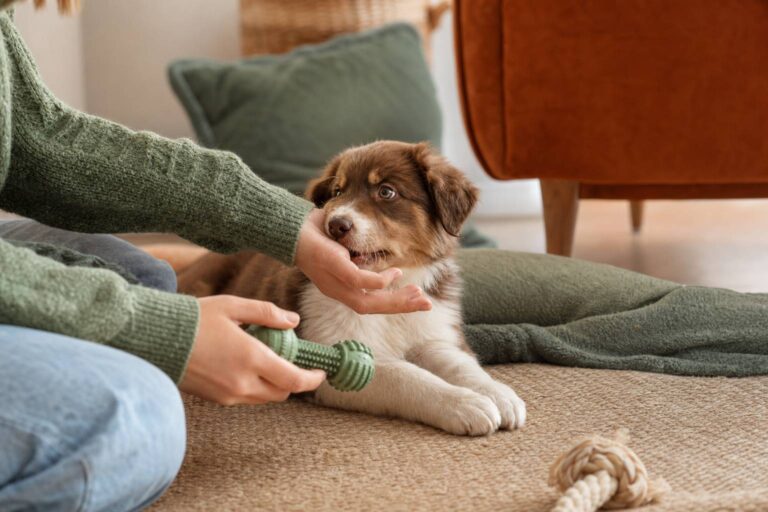Chiot qui mordille : comprendre et corriger