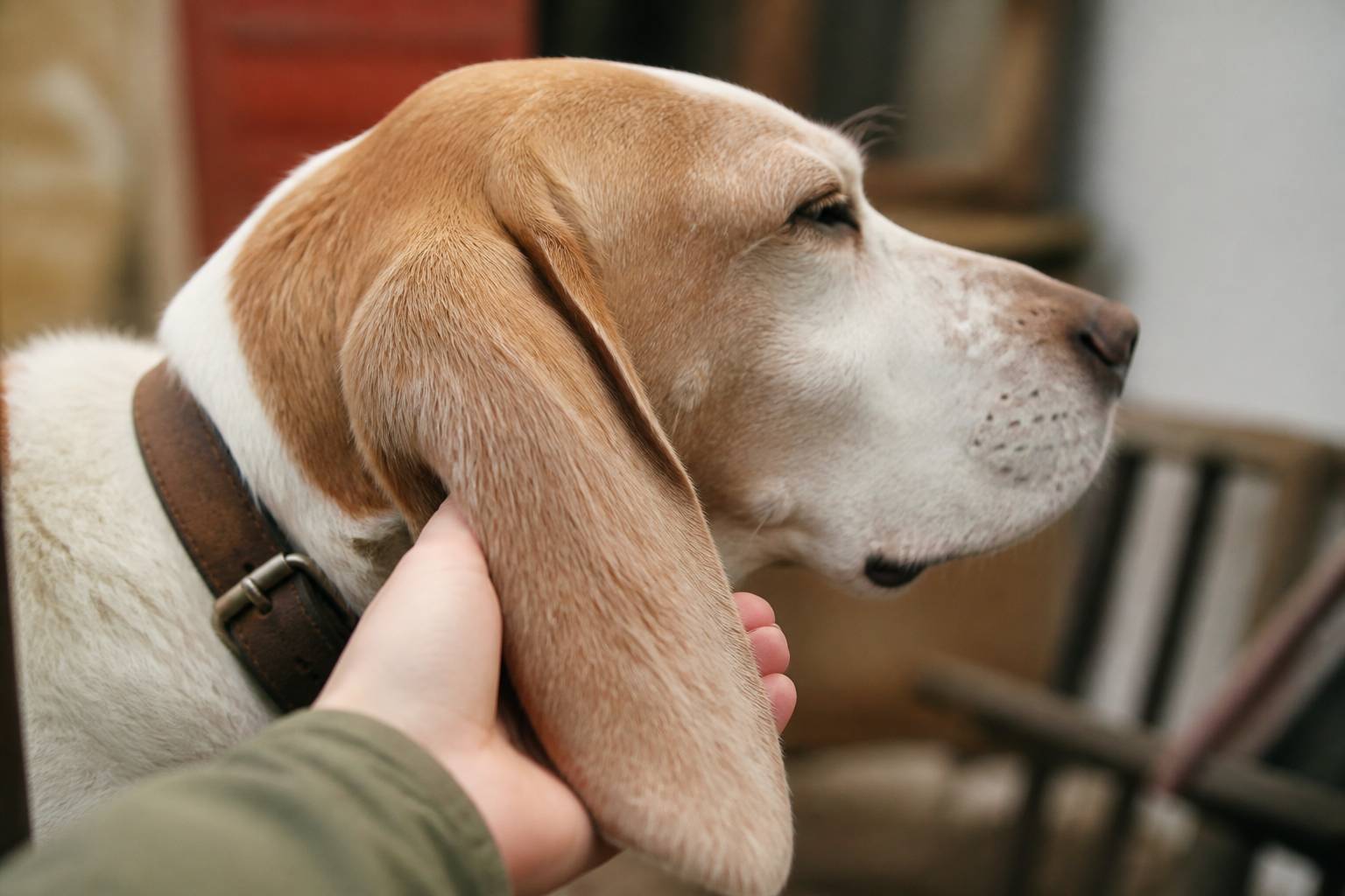 Gros plan des oreilles tombantes d'un chien lors d'une caresse