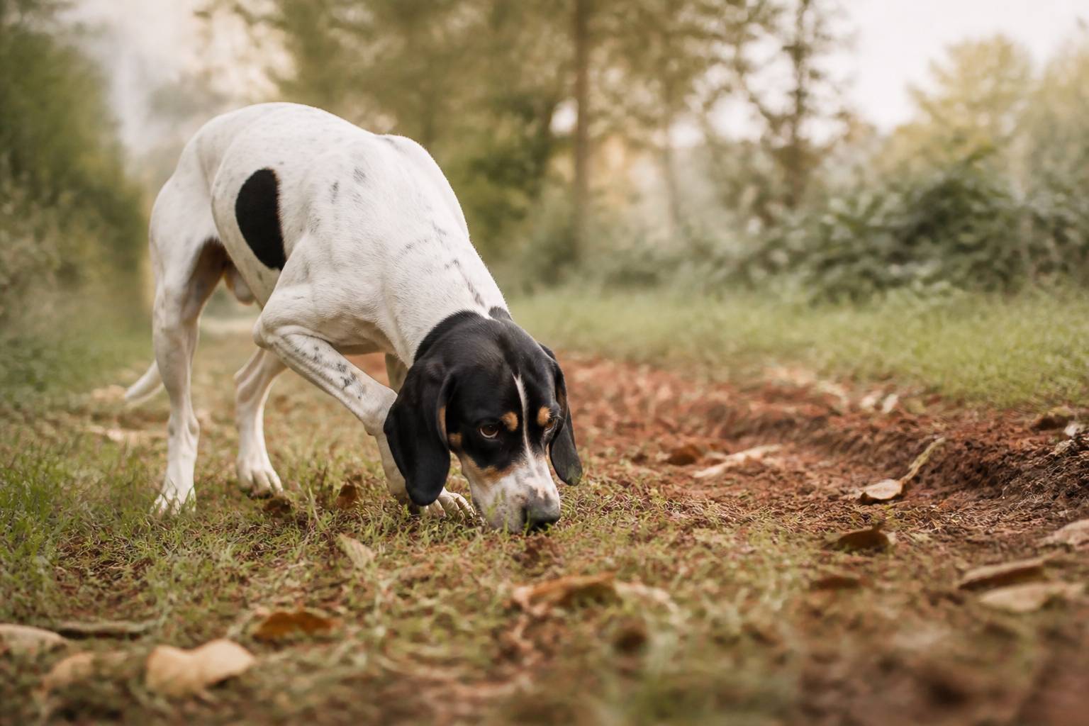 Chien ariégeois le nez au sol suivant une piste dans l'herbe