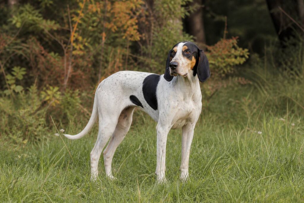 Chien ariégeois blanc et noir debout dans un champ en bordure de forêt