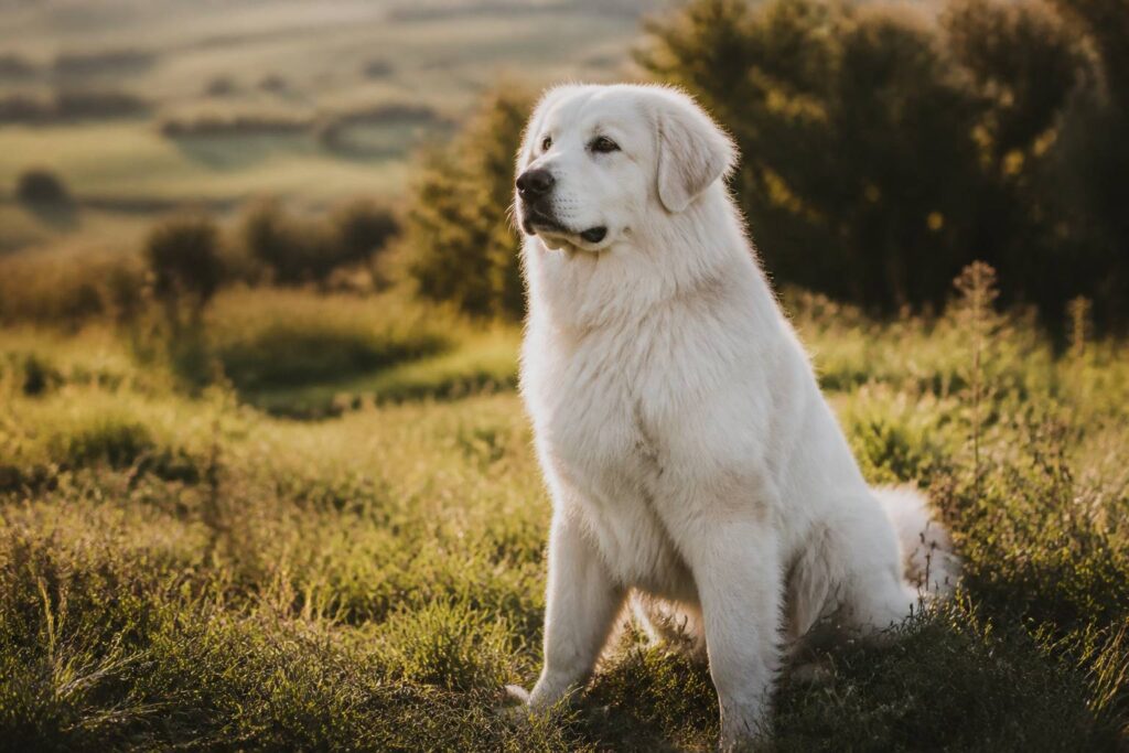 Chien blanc à poil long et dense assis dans un pré ensoleillé