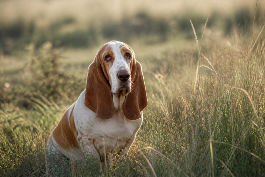 Chien de chasse aux longues oreilles tombantes assis dans un champ