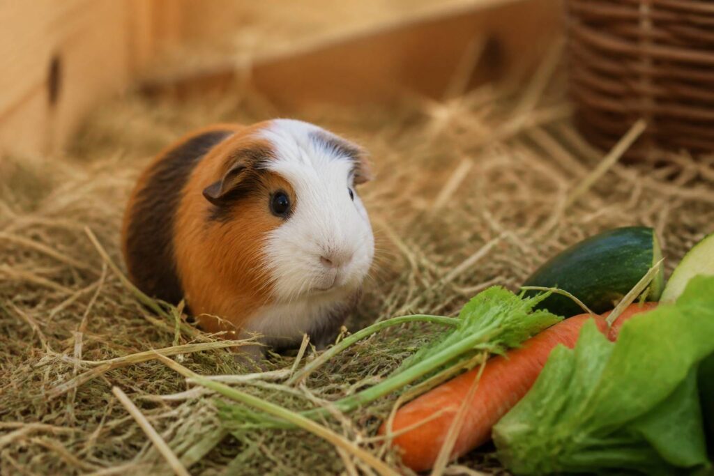 Cochon d'Inde au pelage tricolore dans du foin frais