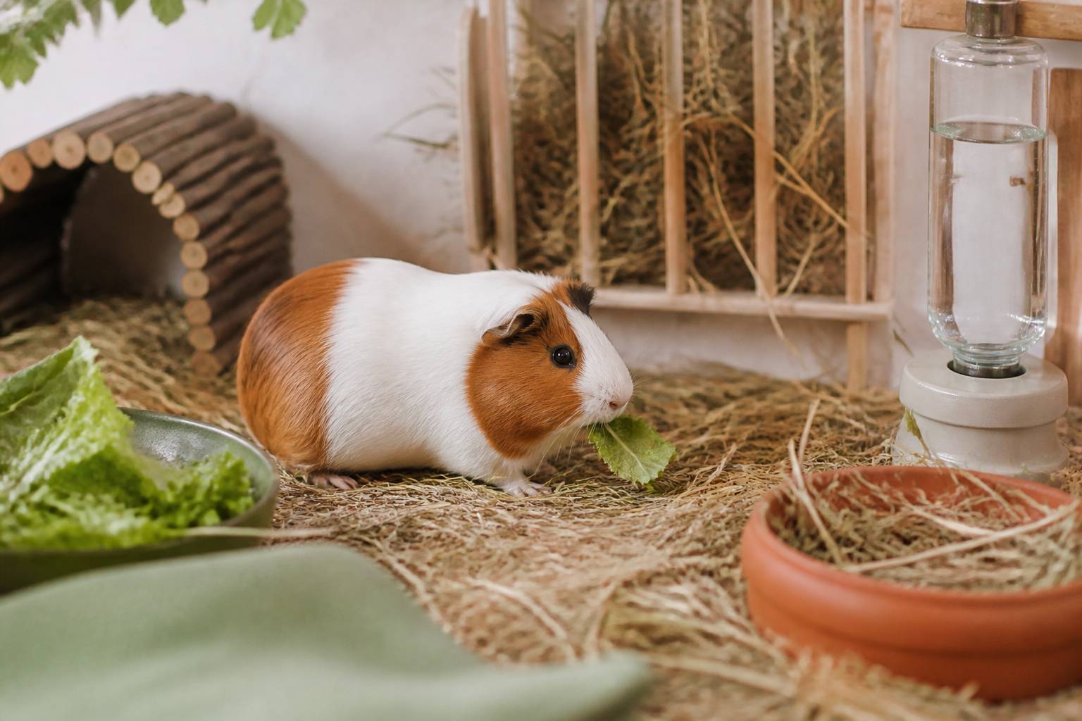 Cochon d'Inde grignotant une feuille verte dans son enclos