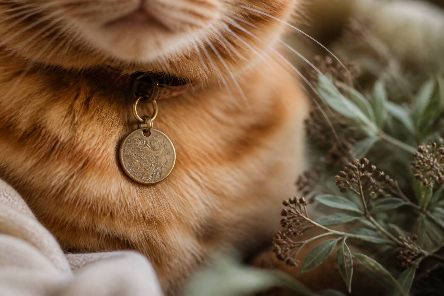 Médaille de collier sur le pelage roux d'un chat