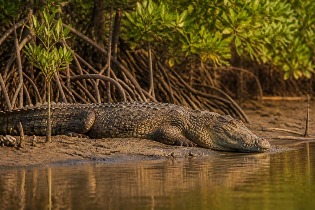 Crocodile marin massif au repos sur une berge de mangrove