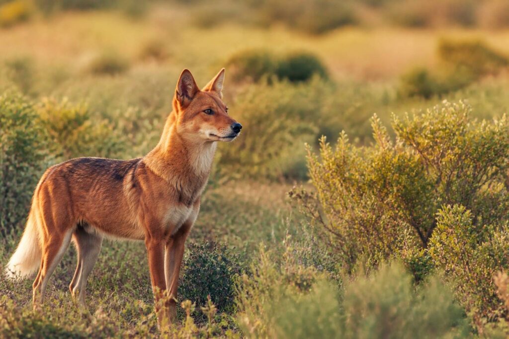 Canidé hybride au pelage roux debout dans une prairie herbeuse