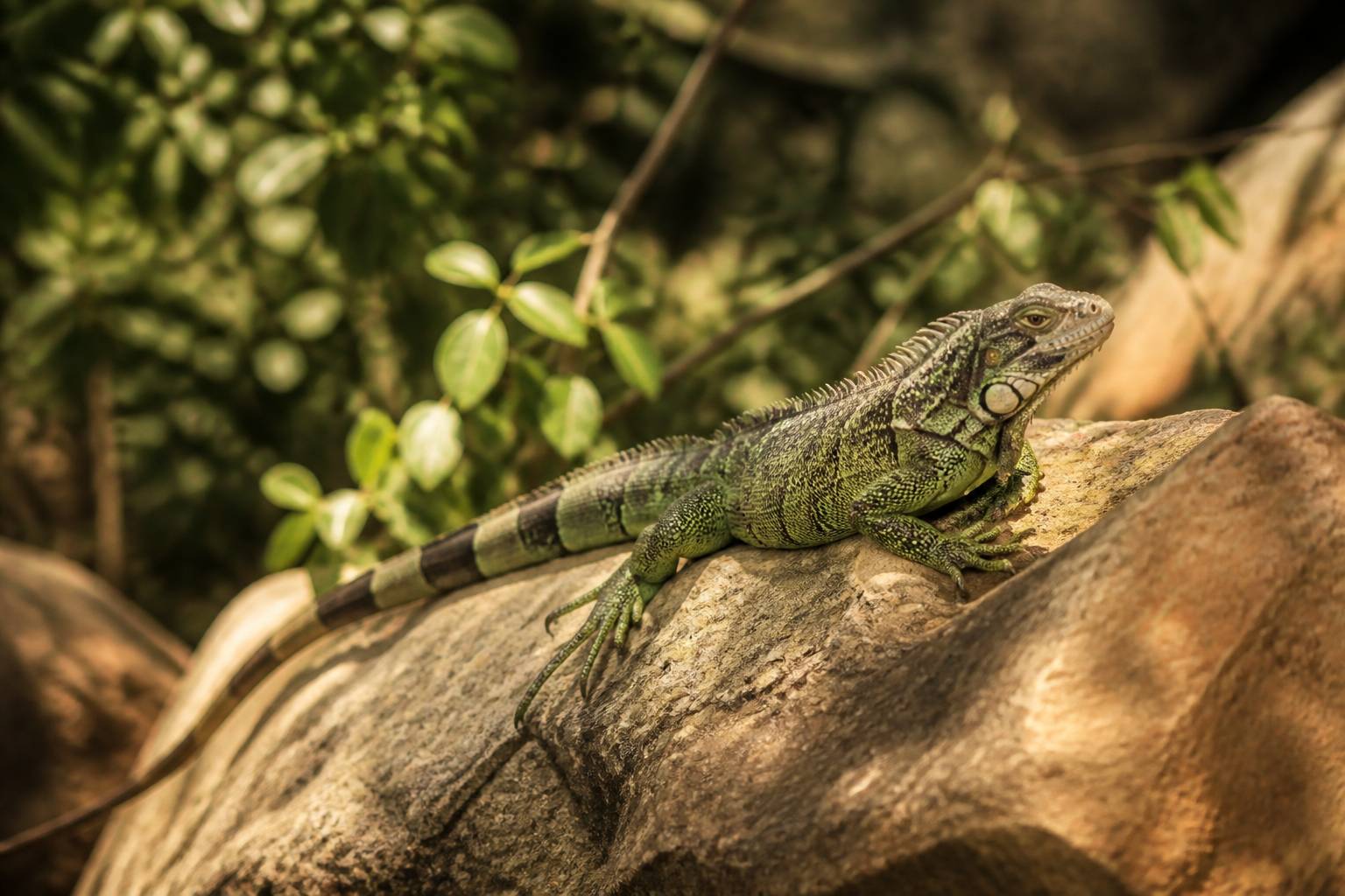 Iguane vert posé sur une pierre ensoleillée avec un feuillage en arrière-plan