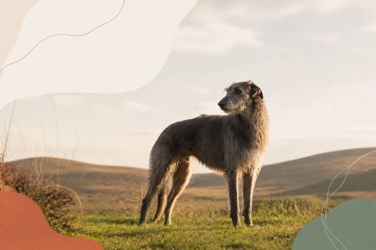 Lévrier écossais : caractère et besoins du deerhound