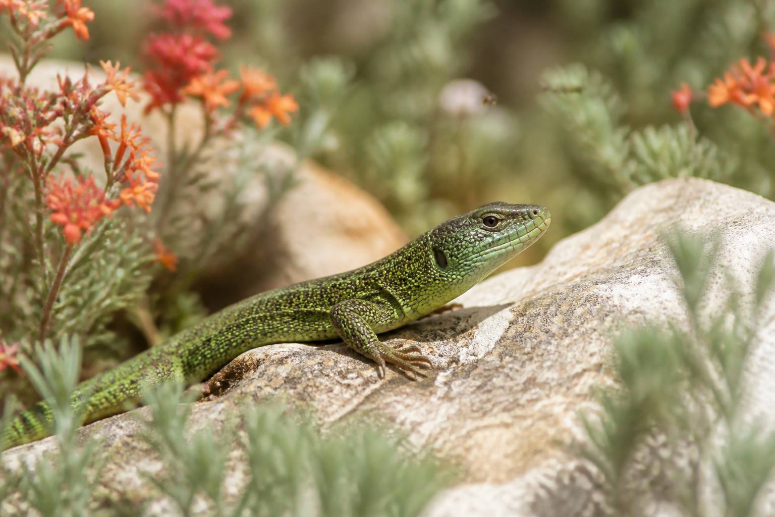 Lézard vert commun sur une pierre au soleil dans un jardin