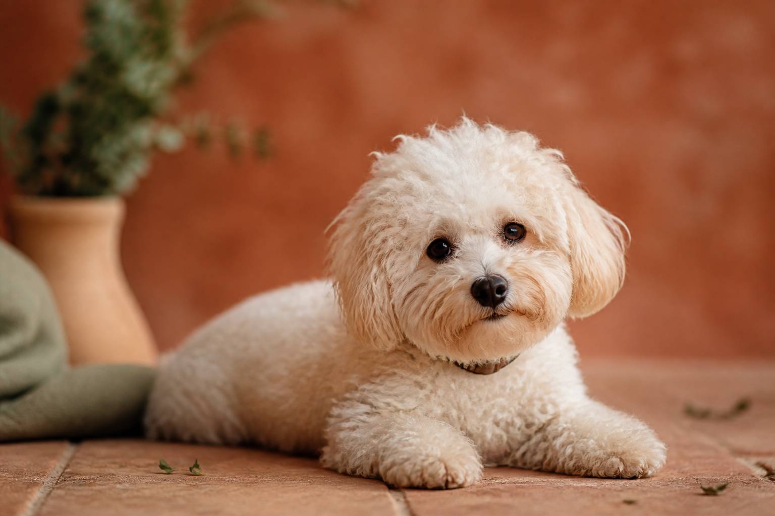 Petit chien à poil frisé au visage rond et à l'allure de peluche