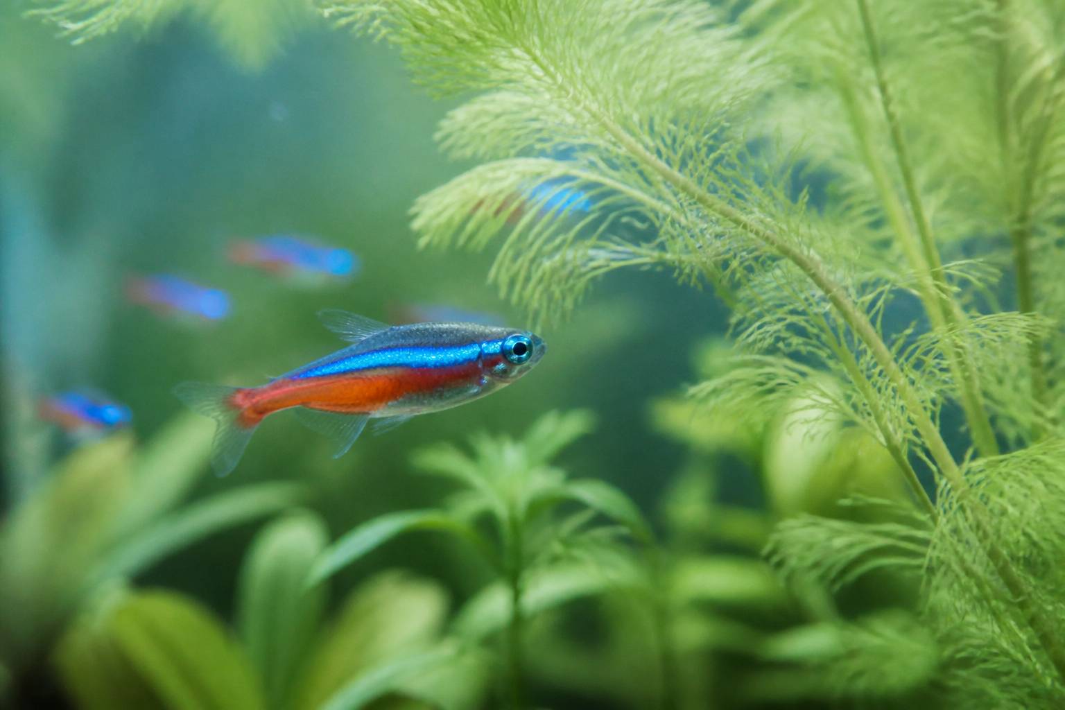 Poisson néon bleu avec bande rouge et bleue lumineuse nageant près d'une plante aquatique