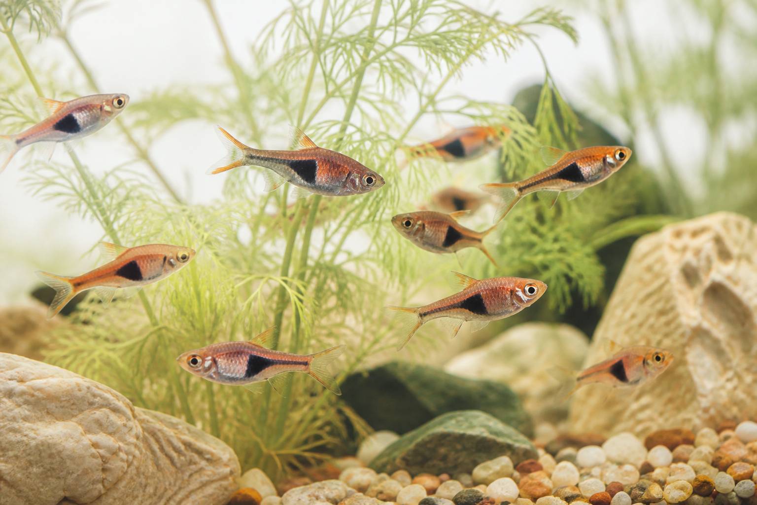 Groupe de rasboras à la tache sombre parmi des plantes fines