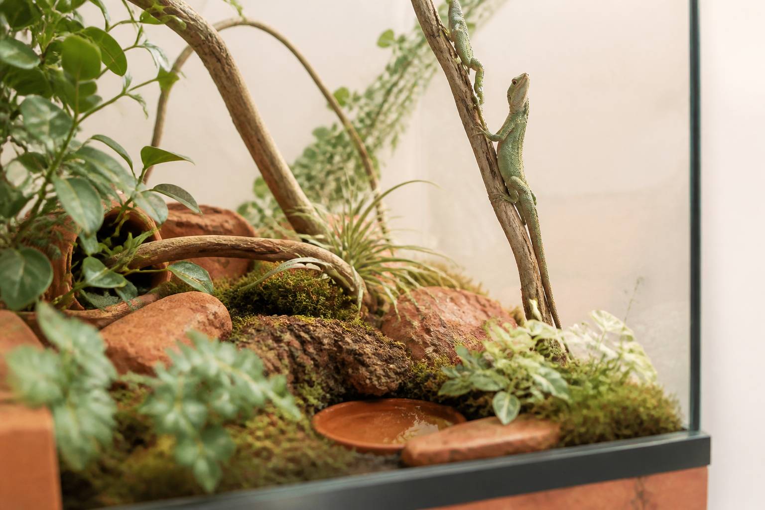 Terrarium vertical avec branches, plantes et lézard vert