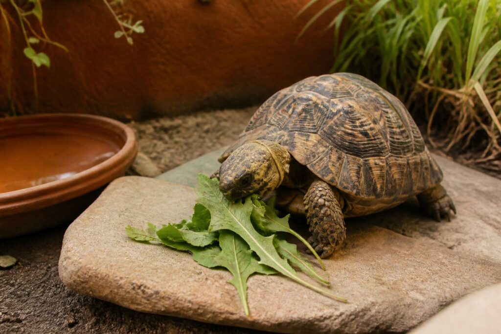 Tortue de terre mangeant des feuilles vertes dans un enclos