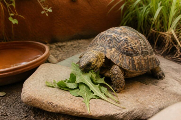 Que mange une tortue de terre : la ration idéale au quotidien
