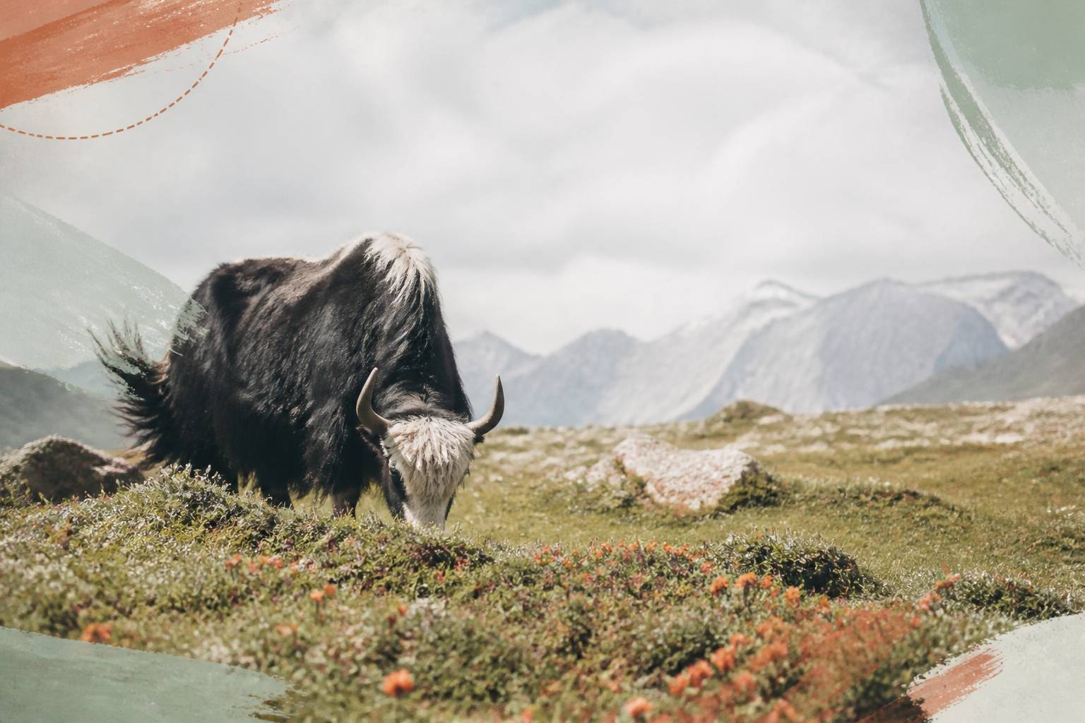 Yak broutant dans un pâturage d'altitude avec des sommets en arrière-plan