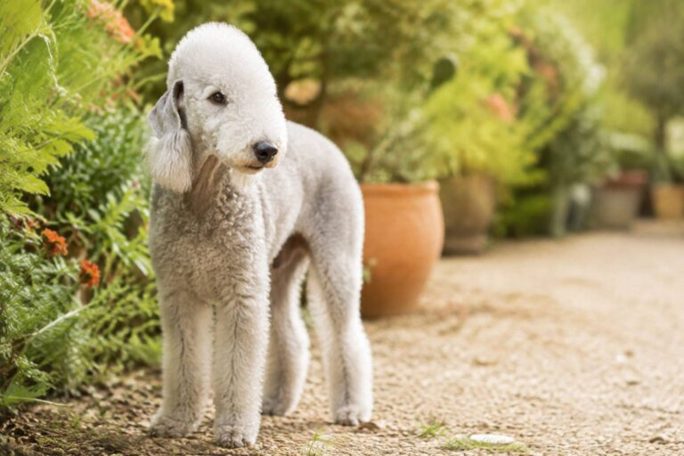 Rothbury terrier : histoire et caractère du Bedlington terrier