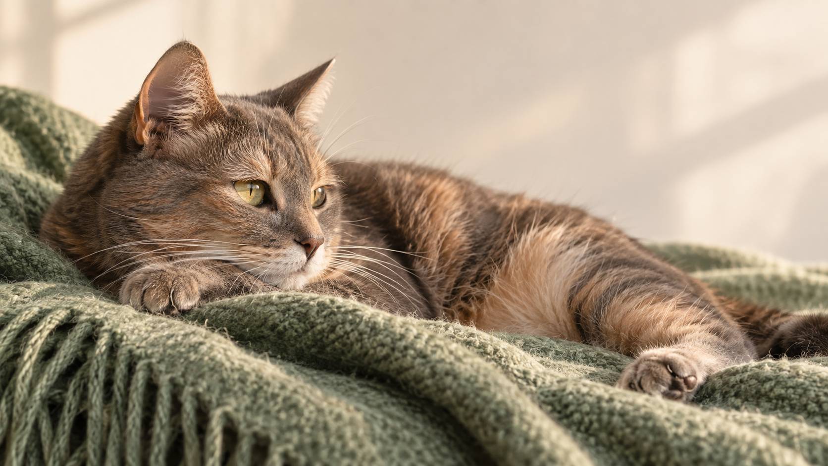 Chat gris et terracotta couche sur un plaid de laine vert sauge