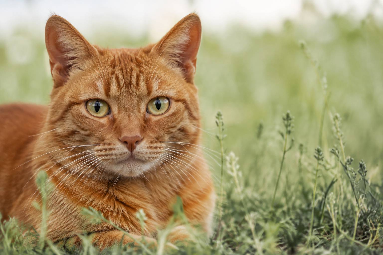 Chat roux dans un pré à l'herbe verte
