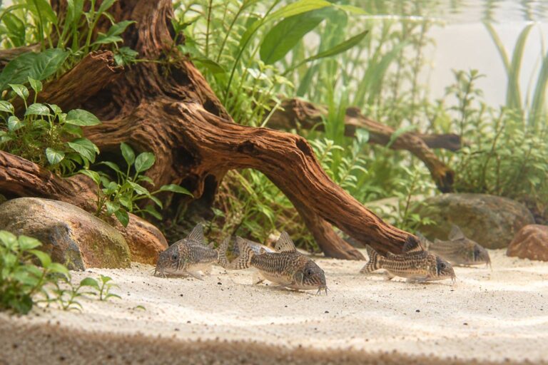Corydoras : le poisson de fond idéal pour aquarium communautaire