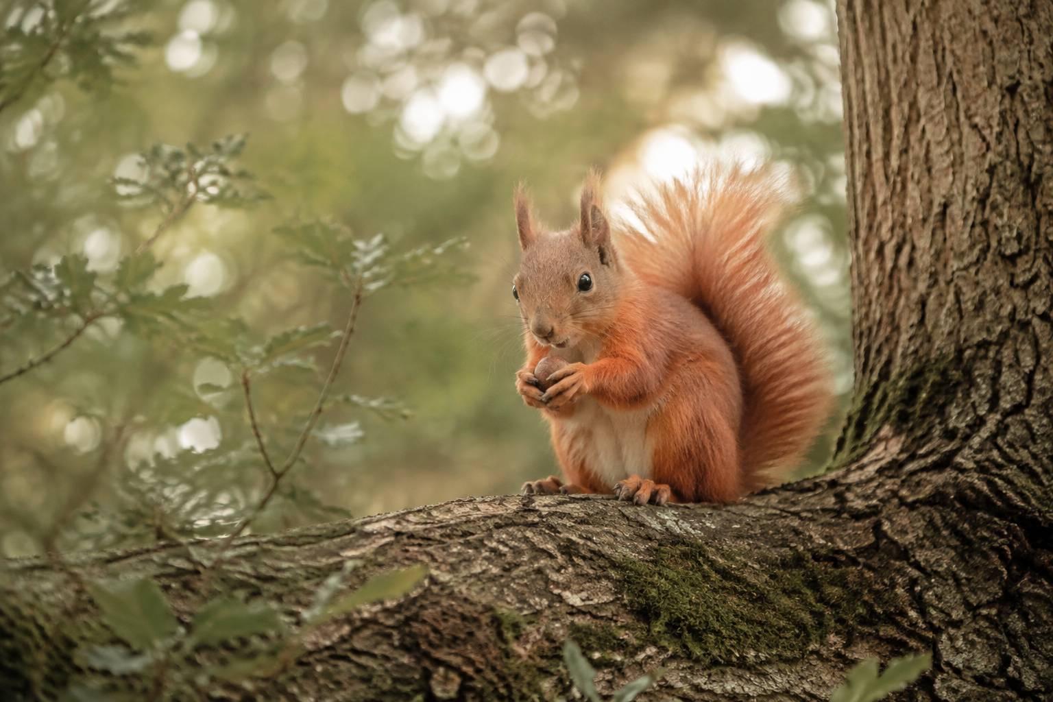 Écureuil roux sur un tronc en forêt tenant une noisette, animal en E en milieu naturel