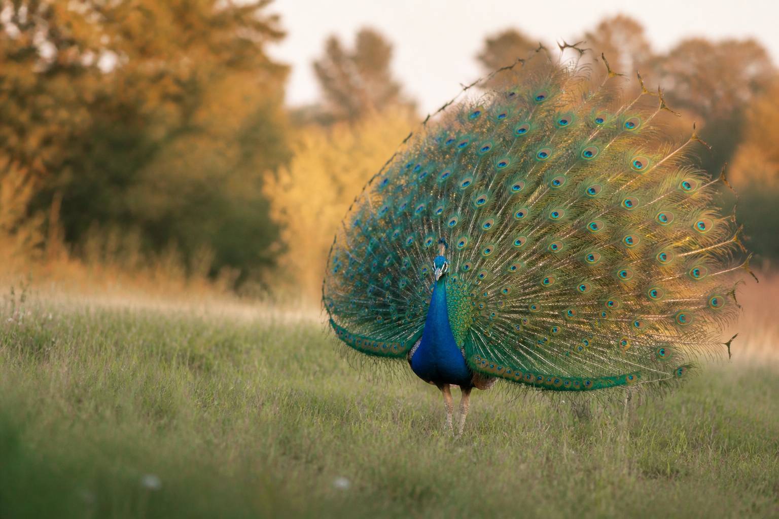 Paon faisant la roue dans un pré avec des plumes aux reflets bleu-vert