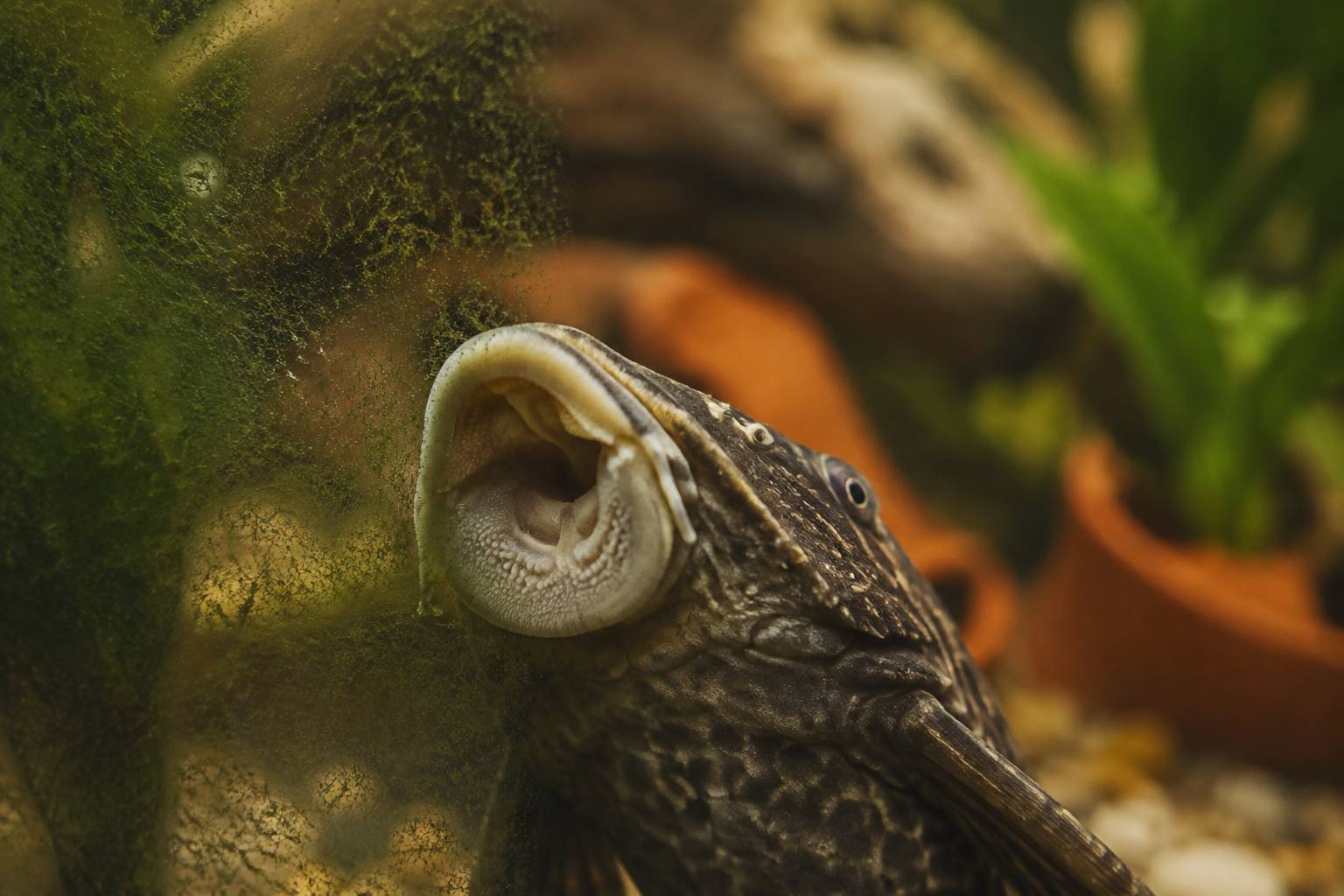 Bouche ventouse d'un poisson nettoyeur en action sur une vitre d'aquarium légèrement algues